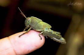 A síndrome do gafanhoto